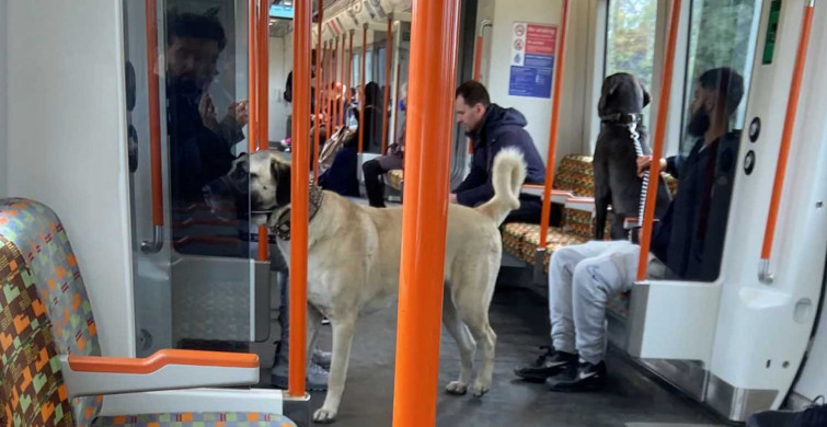 Londra metrosunda Sivas kangalı: Sosyal medyada büyük ilgi gördü
