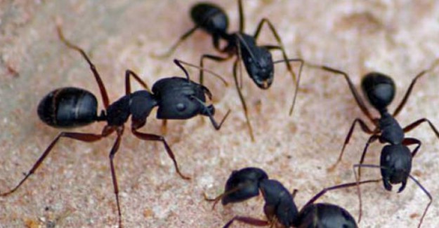 Maliyetsiz Evde Karınca Yok Etme Yöntemleri