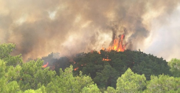 Manavgat’ta Orman Yangını! 2 Dönüm Alan Zarar Gördü