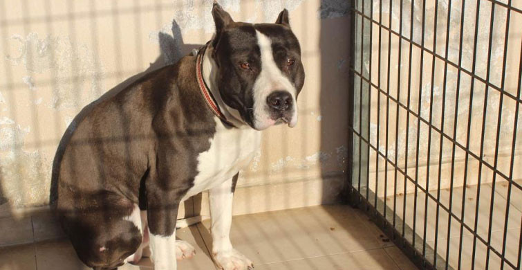 Manisa’da Pitbull Saldırısı: 2 Polis Yaralandı