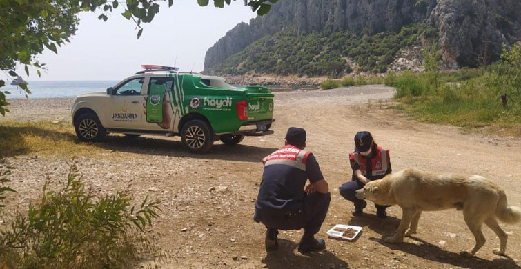 Mersin’de Jandarma Ekipleri Sokak Hayvanlarını Unutmadı