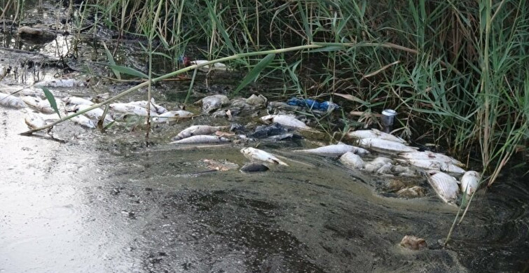 Mersin’de Korkutan Görüntü! Binlerce Balık Öldü