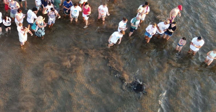 Muğla'da Deniz Kaplumbağaları Özgürlüğüne Kavuştu