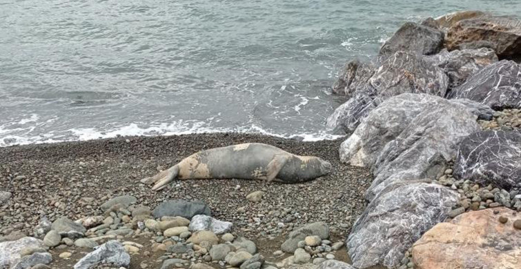 Nesli Tükenmek Üzere! Akdeniz Foku Hatay'da Görüldü