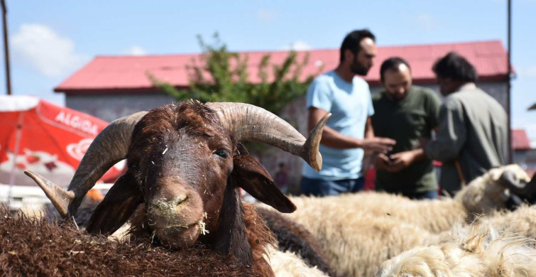 Nevşehir kurbanlık fiyatları ne kadar? 2022 Nevşehir büyükbaş, küçükbaş kurbanlık hisse fiyatları