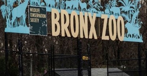 New York'ta Hayvanat Bahçesindeki Hayvanlarda Coronavirüs Çıktı