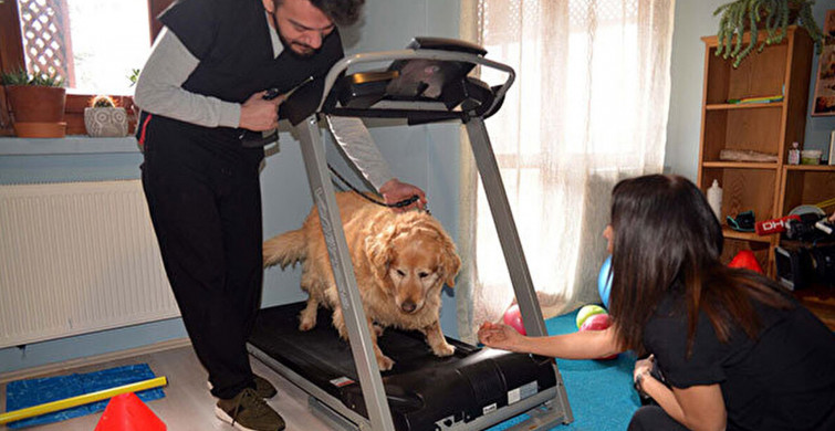 Obez Köpek Paşa: 3 Yılda 30 Kilo Zayıflamayı Başardı