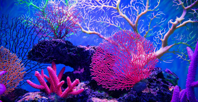 Okyanusun dibinde Kur'an'da adı geçen mercanlar bulundu! Faydaları da çok dikkat çekici!