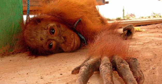 Orangutanlara Tecavüz Ediliyor!