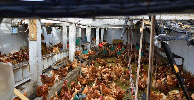 Ordu'da Kümes Yandı: 400 Tavuk Telef Oldu