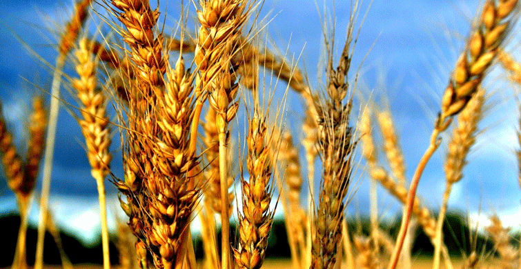 Organik Toprak Düzenleyici 'TKİ HÜMAS' Buğdayda Verimi Arttırıyor