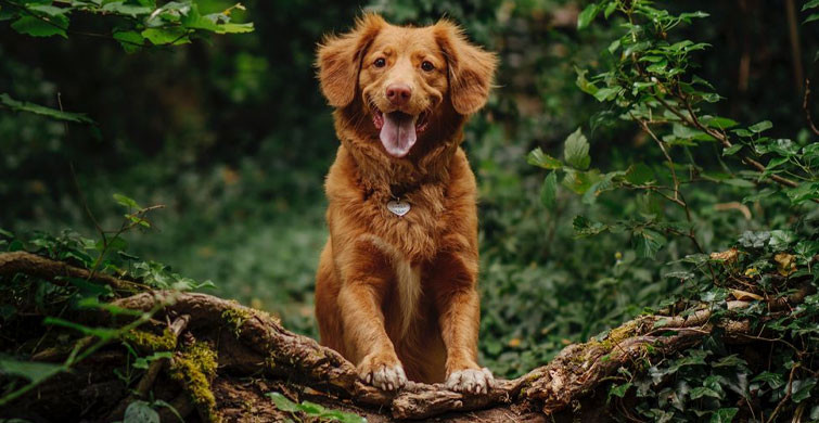 Orman Köpeklerine Ayda 90 Ton Yemek