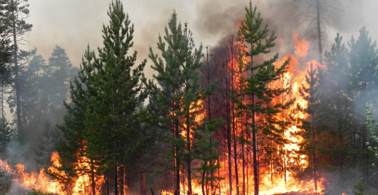Uzmanlar Açıkladı! Orman Yangınları Neden Söndürülemiyor? İşte Detaylar…