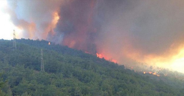 Ormanlık Alanda Yangın