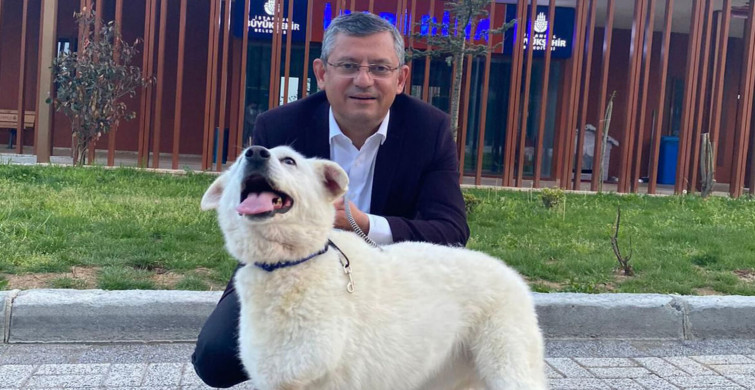 Özgür Özel'den 'başıboş köpek' çıkışı: Gerekirse siper oluruz