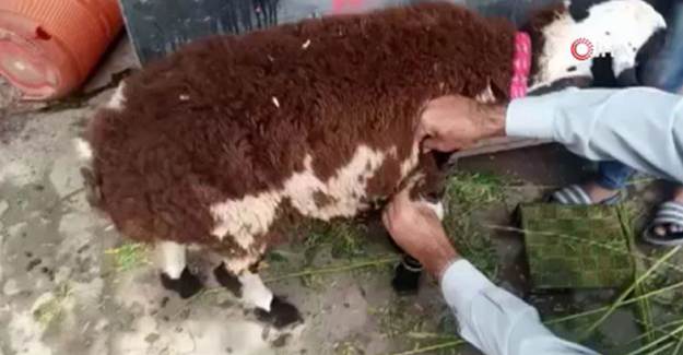 Pakistan'da Üzerine Koyun Yünü Yapıştırılan Keçiyi Kurbanlık Koyun Diye Sattılar