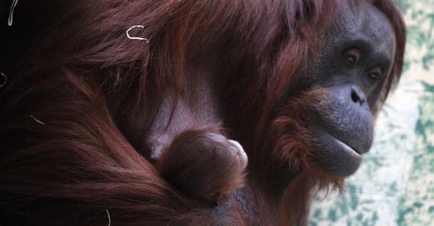 Paris'te Nesli Tükenmekte Olan Bir Orangutan Doğdu