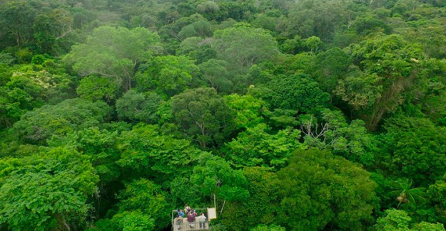 Peru'daki Amazon Ormanları Askeri Koruma Altına Alındı