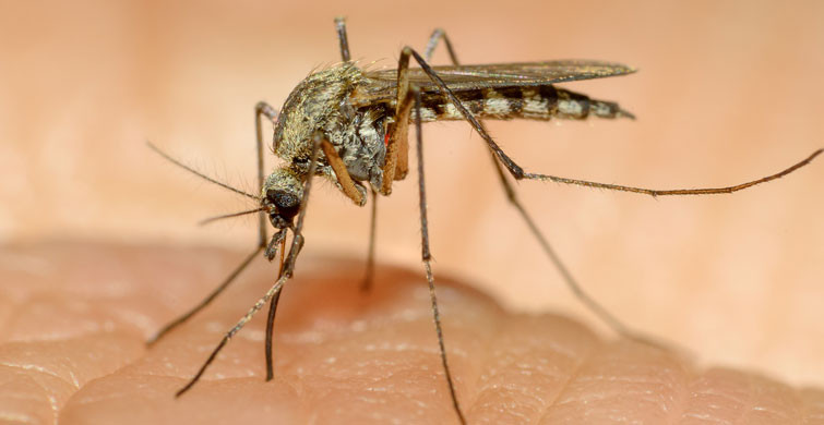 Prof. Dr. Çetin: Sivrisinek Koronavirüs Taşımıyor