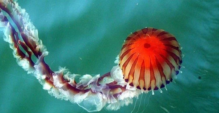 Pusula denizanası nedir, tehlikeli mi? Dünyanın en tehlikeli türlerinden Pusula denizanası Türkiye'de nerelerde görüldü?