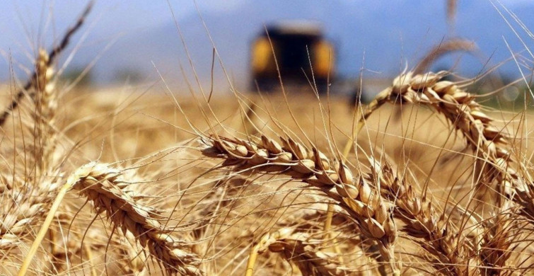Rapor yayımlandı, Dünya Bankası'ndan korkutan buğday açıklaması!