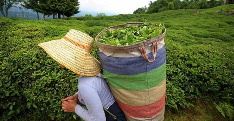 Rize Valiliği’nden ‘Çay Tarlasına Gidenlere Ceza Kesiliyor’ İddialarına Yanıt