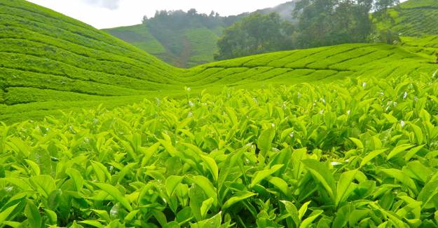 Rize'den Yapılan 4 Aylık Çay İhracatı Yüzde 159 Arttı
