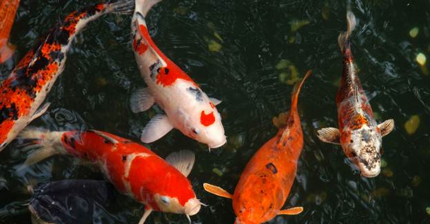 Rüyada Japon Balık Görmek 