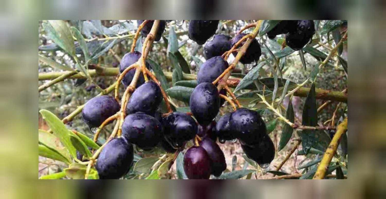 Rüyada zeytin ağacı görmenin anlamı nedir, neye yorumlanır? Zeytin ağacı rüyasının tabiri, anlamı