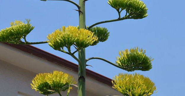 Sakarya'da Agave İsimli Bitki, Dikildikten 20 Yıl Sonra Çiçek Açtı