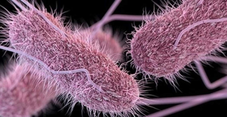 Salmonella salgını nedir, başladı mı? İngiltere'de 63 vaka tespit edildi