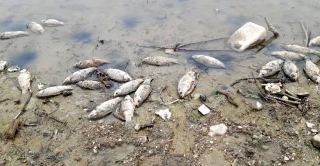 Samsun'da Sazan Balıkları Karaya Vurdu! Bakanlık Soruşturma Başlattı