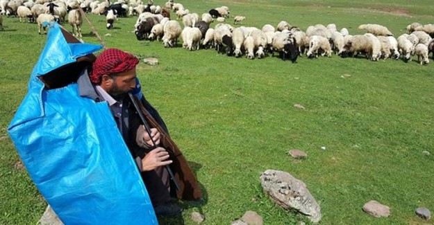 Şanlıurfa'da 5 Bin Liraya Çalışacak Çoban Bulunamıyor