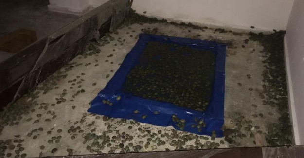 Sarp Sınır Kapısı'nda 2 Bin 500 Su Kaplumbağası Yakalandı