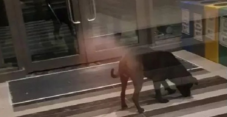 Savcılık 4 kişinin yaralanmasına sebep olan pitbull cinsi köpeği silah saydı!