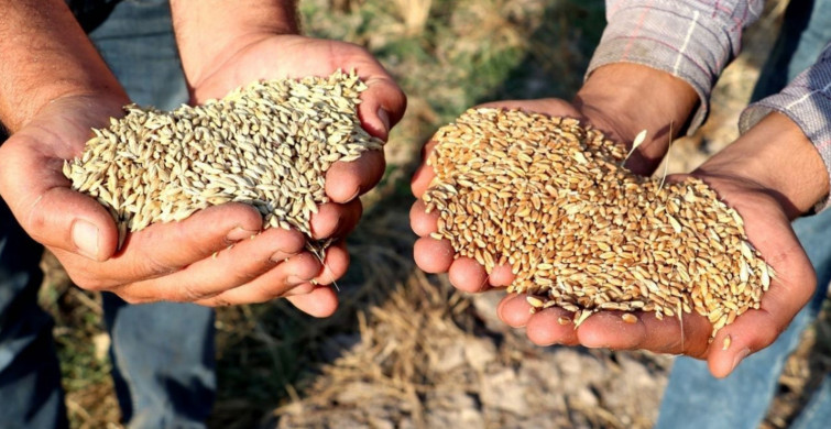 Sertifikalı tohum desteği ödemesi nedir, nasıl başvurulur? 2022 Sertifikalı tohum desteği ne kadar, ne zaman ödenecek?