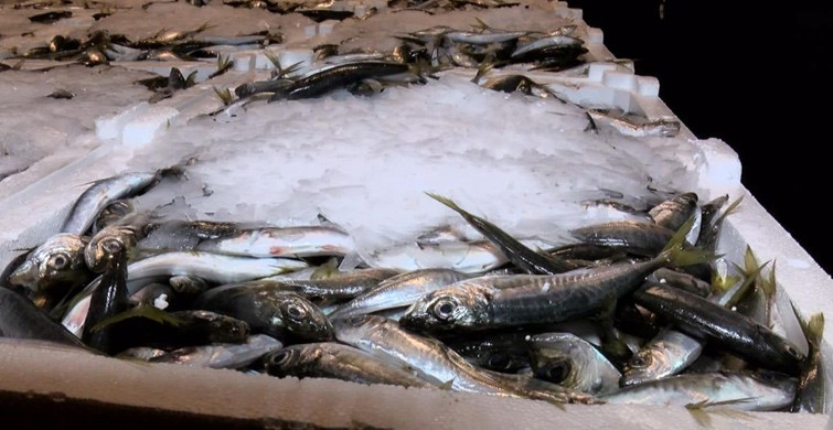 Sezonun Son Balıkları Beylikdüzü'ndeki Su Ürünleri Hali'ne Getirildi