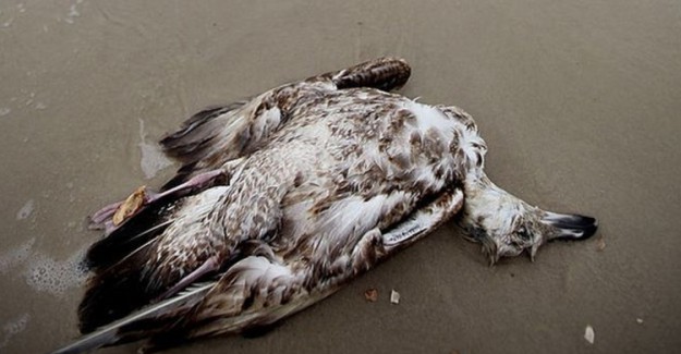 Sıcak Su Kütlesi Bir Milyon Kuşun Ölümüne Neden Oldu