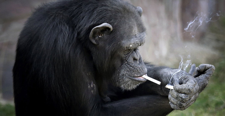 Sigara Tiryakisi Şempanze Açelya’nın İstismar Gerçeği Ortaya Çıktı! Pyongyang Hayvanat Bahçesi'ne Büyük Tepki