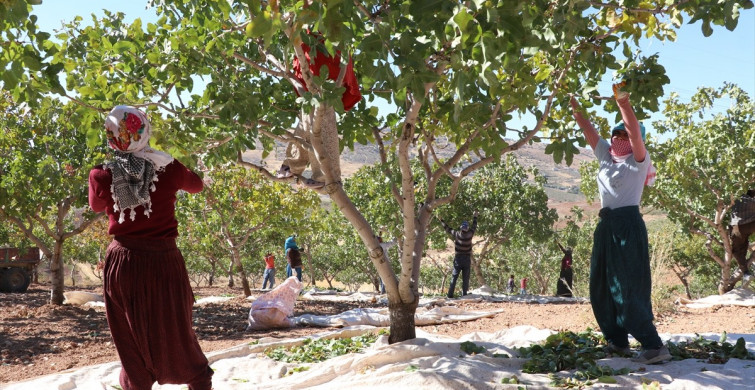 Siirt Fıstığı Doğa ve Kültür Festivali'nde Fıstık Hasadı Yapıldı