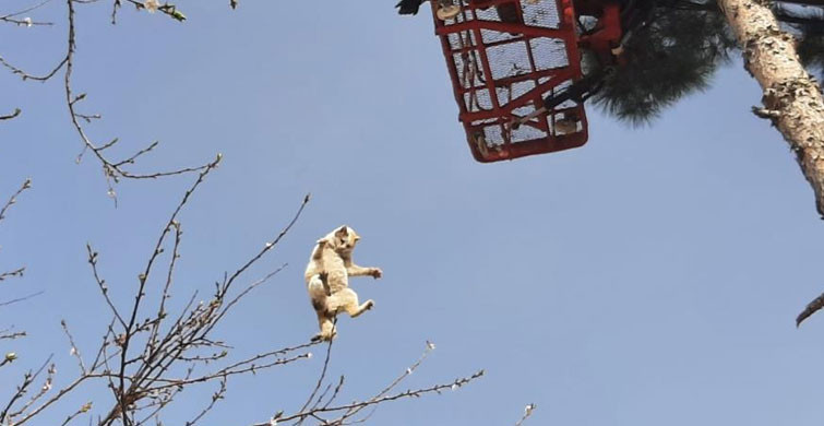 Siirt’te Ağaçta Mahsur Kalan Kedi İtfaiye Ekipleri Tarafından Kurtarıldı