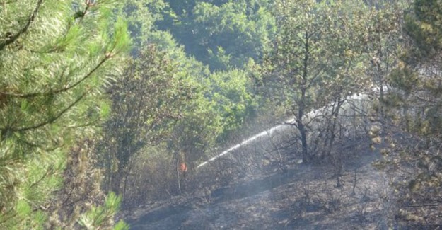 Şile'de Orman Yangını