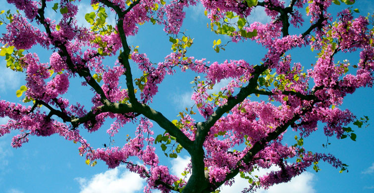 Şırnak’ta Çiçek Açan Erguvan Ağaçları Görsel Şölen Oluşturdu