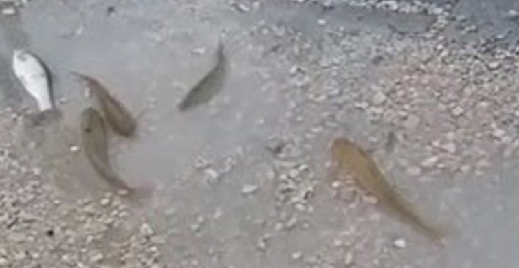 Sivas’ta Sağanak Yağmur: Balıklar Yola Savruldu