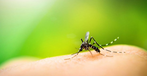 Sivrisinek Isırıklarına Vazelinli Çözüm