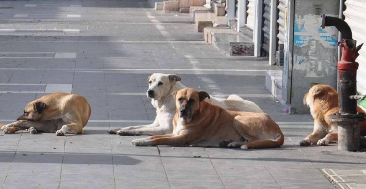 Sokak Köpeği Saldırısında İBB Tazminat Ödeyecek!