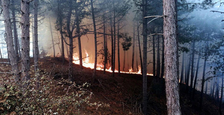 Son dakika: İzmir'de hareketli anlar! Orman yangınına müdahale ediliyor!