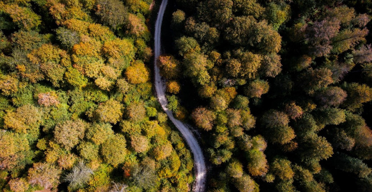 Sonbahar'ın Sisli Valsi: Domaniç Dağları