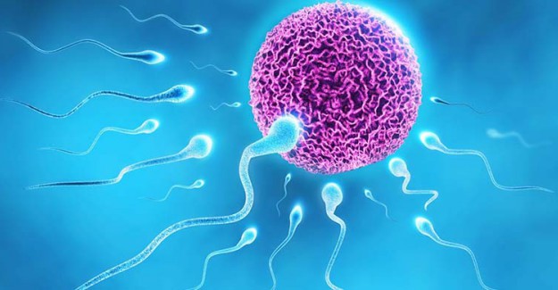 Sperm Sayıları Giderek Düşüyor, 30 Yılda Yüzde 39 Azaldı! Sperm Sayısı Neden Düşer?
