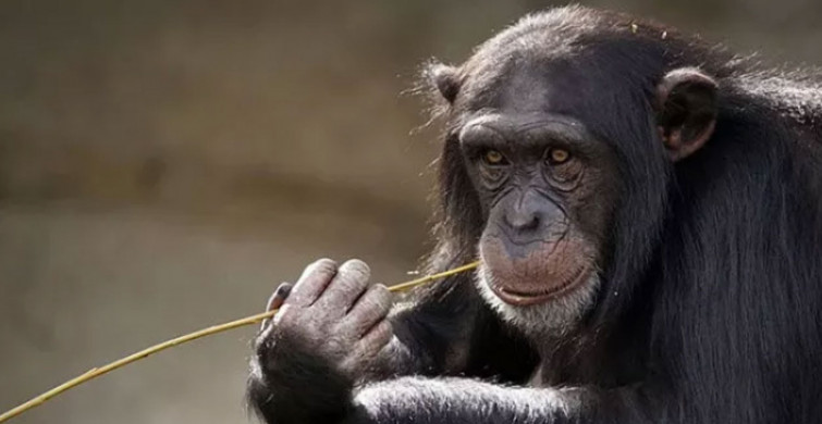 Tanzanya'da maymunlar dehşet saçtı: Bir aylık bebek hayatını kaybetti!